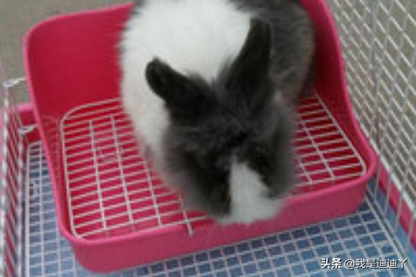 荷兰猪图片:荷兰猪怎样快速辨别公母？