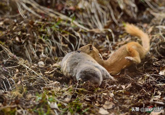 宠物国美狗:宠物国美狗能活多久 养狗可以驱赶黄鼠狼吗？如果可以的话养什么狗最好？
