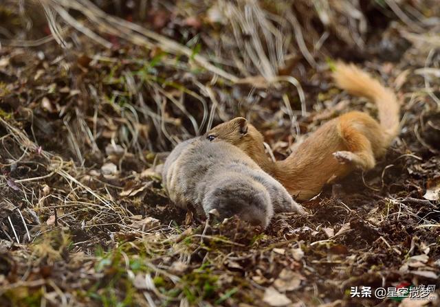 老鼠与黄鼠狼的故事，养狗可以驱赶黄鼠狼吗如果可以的话养什么狗最好