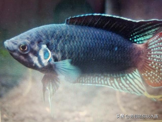 中国斗鱼温度:泰国斗鱼和中国斗鱼哪个好养？