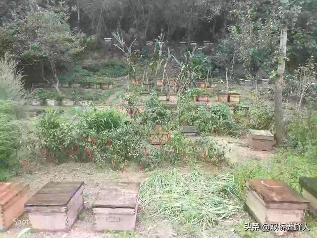 蜜蜂的知识有哪些:蜜蜂越冬期间，造成蜜蜂空飞的原因有哪些？怎样养好蜜蜂呢？