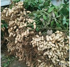 头条问答 如何种植花生结果多又饱满 需要注意什么 9个回答