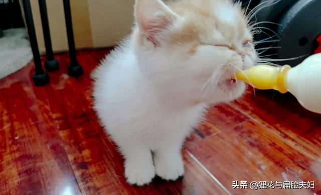 刚睁眼的小猫吃什么:刚睁眼的小猫没有羊奶粉喂怎么办。可以喂牛奶嘛？