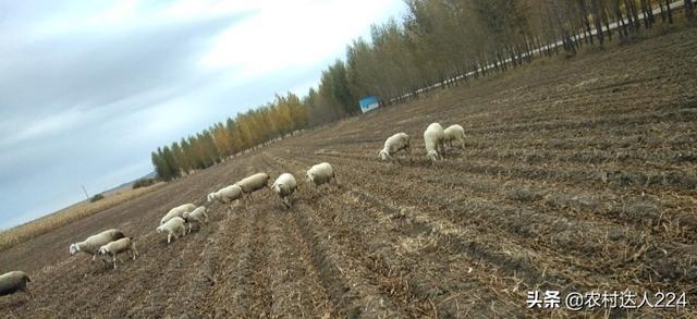 豆科牧草:养羊种植什么牧草可以过冬？