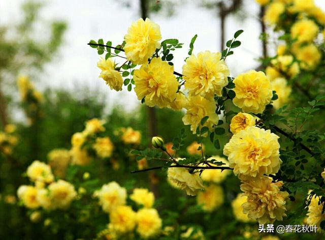 黄刺玫怎么扦插:樱桃枝扦插最好在什么时候，怎么扦插，请详细讲解，谢谢？