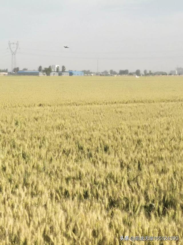 小麦草无土栽培:无土栽培种植方法都有哪些？