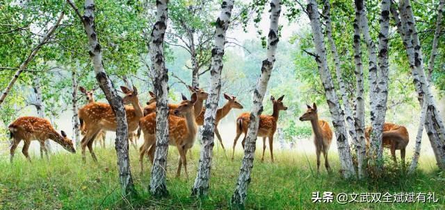 关于山东人闯关东,你了解多少？