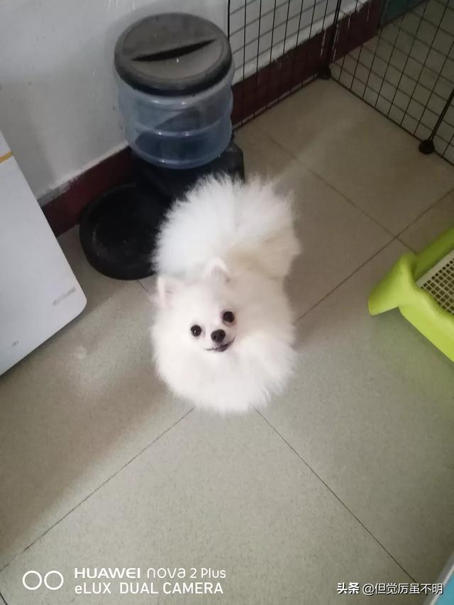 纯种博美犬好养吗:头条里有家里养着博美的吗？需要详细了解下，博美好养嘛？