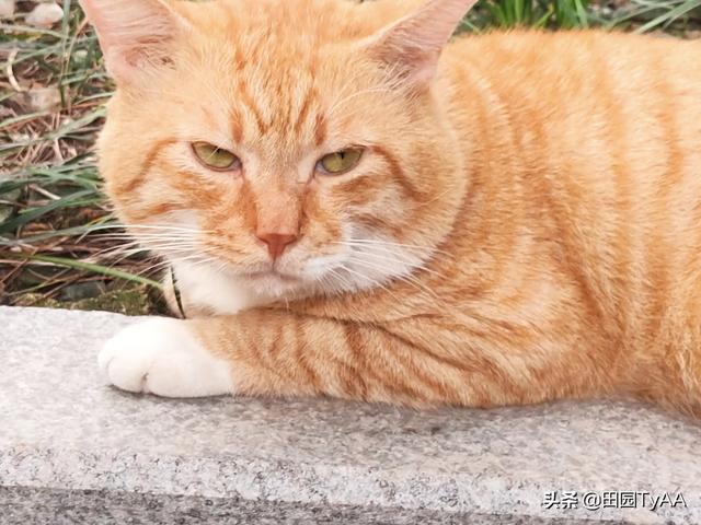 玩具存钱箱愤怒的猫咪:能看看你们家猫猫生气的照片吗？