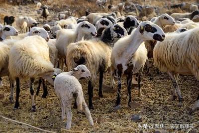 公羊给母羊怎样配种？