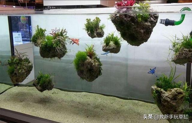 带盖水族箱造景:悬空鱼缸的景色怎么布置？