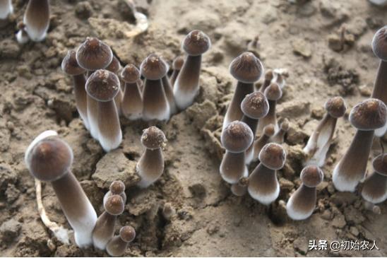 蘑菇种植简单吗，蘑菇应该怎么种种植过程中有哪些注意事项