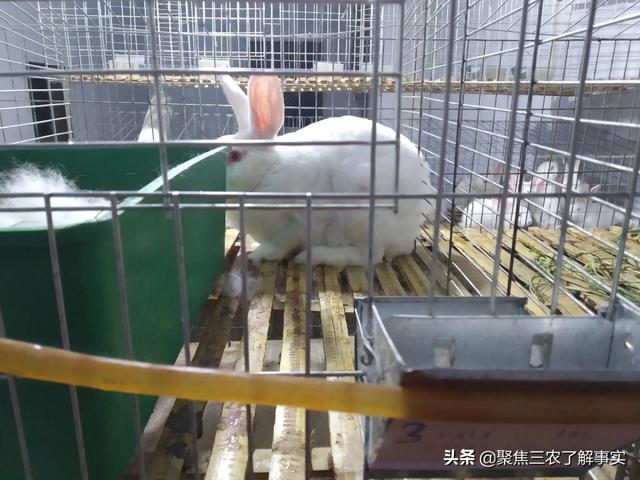 阿诺泰兔预混料:高温季节，母兔如何催产？