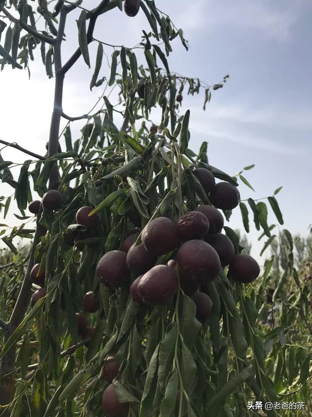 冬枣品种:在我国冬枣是从什么时候开始种植的？冬枣哪里生长的口感更好？
