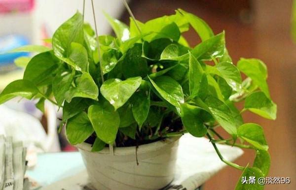翡翠景天花语:办公室放小金鱼乌龟好，还是多肉绿植好？