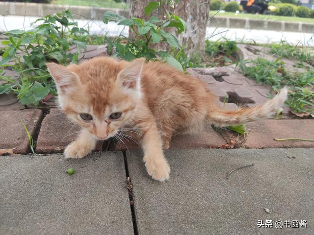 可爱小猫咪图片:你喜欢拍猫吗你拍的最可爱的猫是什么样的呢？
