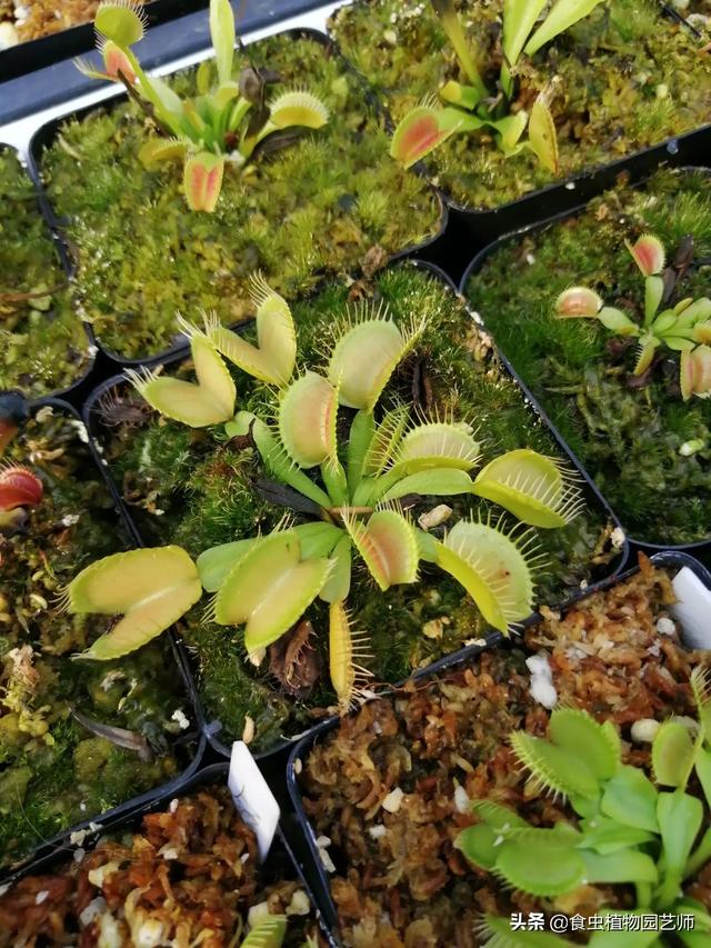 食人花吃人:世界上真的有所谓的食人花吗