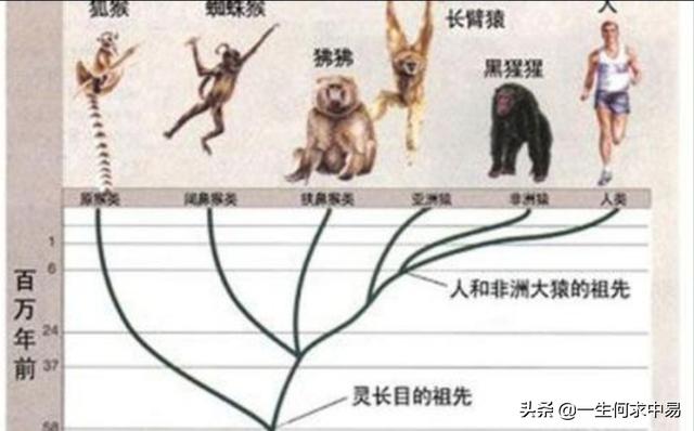 我们人类的祖先是怎么来的？