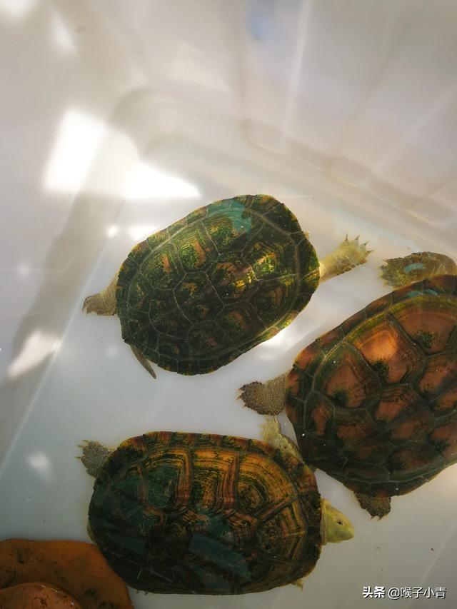 乌龟的壳上为什么会长白斑:我的南石龟壳上突然出现白斑，请老司机指导一下这是怎么回事？