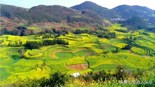 去哪里看油菜花(去哪里看油菜花最好看)