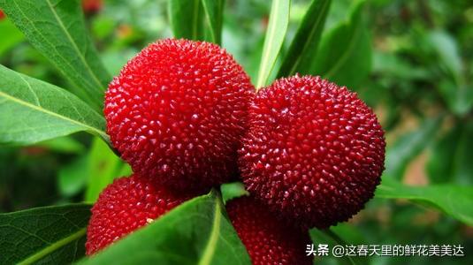 荔枝是凉性还是热性:荔枝热气，龙眼寒气，两水果同食是不是中和，更好