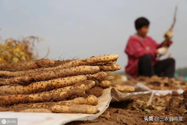 邓淮生:山药(淮山)是如何繁殖的，都有哪些繁殖方法？