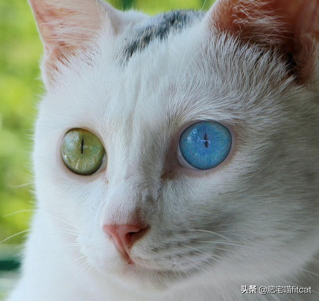 猫瞳孔颜色的代表:有关猫的眼睛冷知识有哪些？