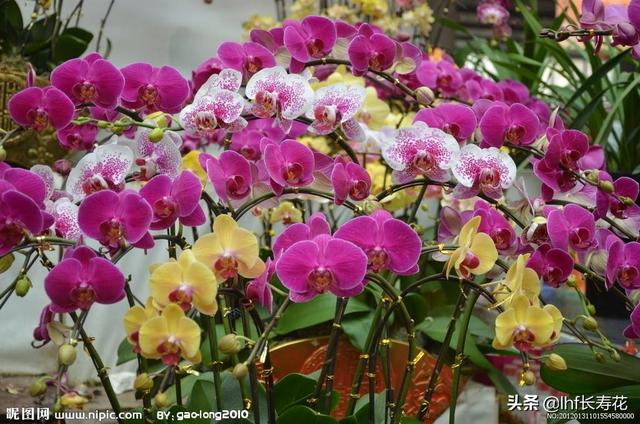 小型观花植物:有哪些适合秋冬观花的室内植物？