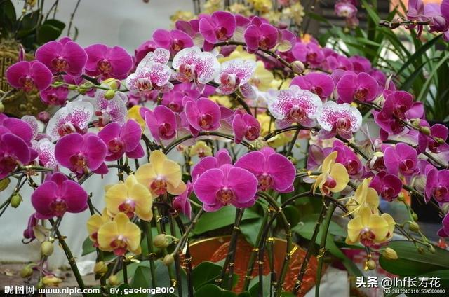 室内观赏植物:有哪些适合秋冬观花的室内植物？