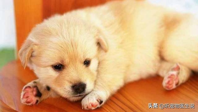 如何治疗仔犬低血糖症:犬低血糖症状怎么治疗 宠物狗得了低血糖有什么症状？