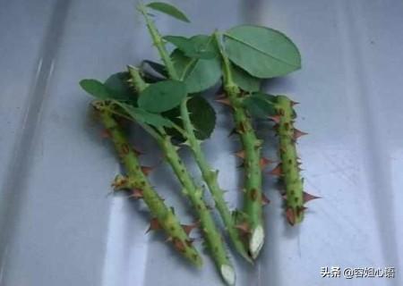 月季花栽培:月季花种子几月种好，如何种，出苗齐？
