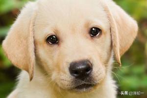 拉布拉多犬训练方法:怎样训练拉布拉多，注意口令须简单？
