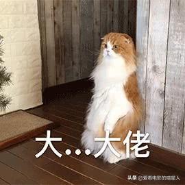 猫得了弓形虫病的症状:猫感染弓形虫有什么症状？ 猫弓形虫病的症状图片