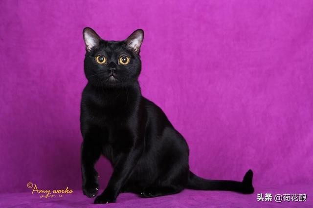 猫咪的品种及特征:黑猫警长和汤姆猫、布奇先生、图多盖洛小姐各是什么品种的猫？