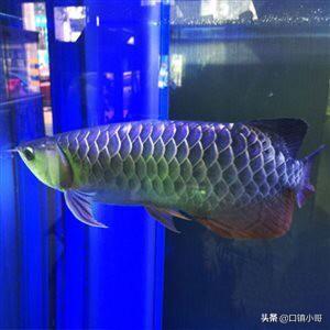 龙鱼炸鳞怎么治疗用什么药:用药后鱼炸鳞，擦缸是什么原因？