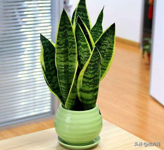 刚种的小叶桢楠树苗叶子发蔫:虎皮兰新发出来的小叶片枯了是怎么回事？