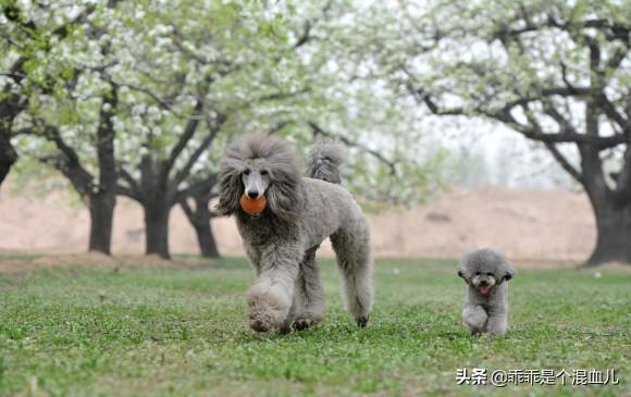 小狗饲养手册在线阅读:养一只大型犬，会是怎样的饲养生活？