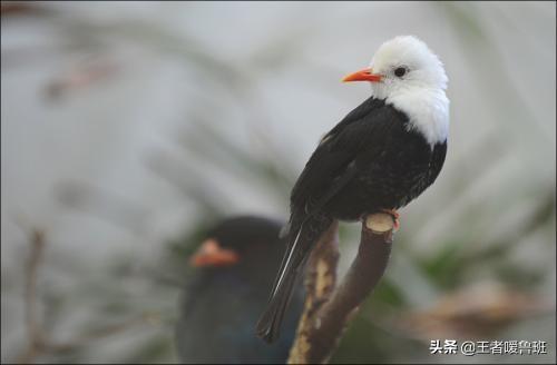 保护鸟类的作文:保护鸟类的作文600字 关于一篇保护麻雀的作文？