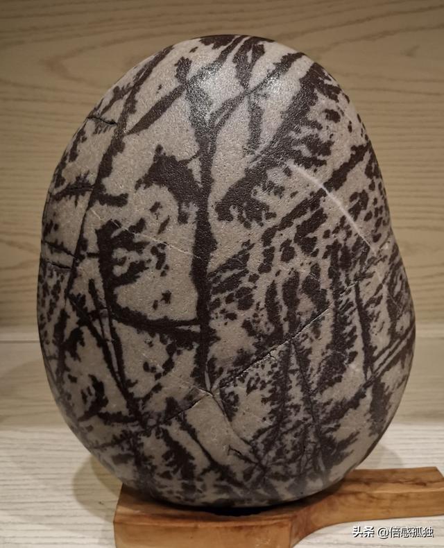 化的化石,草花玉学名叫做桫椤茎干化石还包括登普斯基蕨类植物化石玉