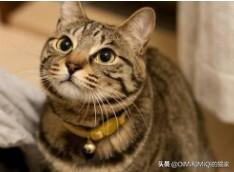 英短什么叫开脸:英短蓝白好看还是蓝猫好看？