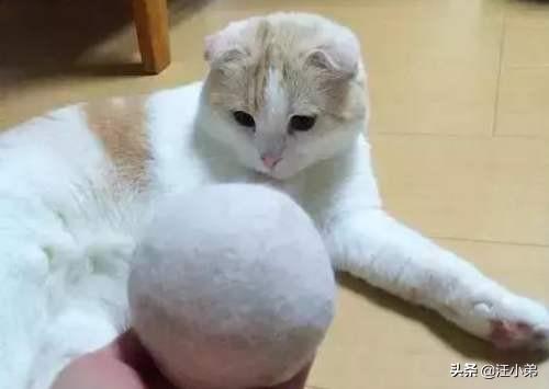 舔猫:猫咪总喜欢舔舐自己的身体，是真的爱干净吗？