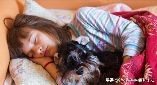 雪纳瑞犬北京宠物论坛:雪纳瑞不吃狗粮怎么回事？