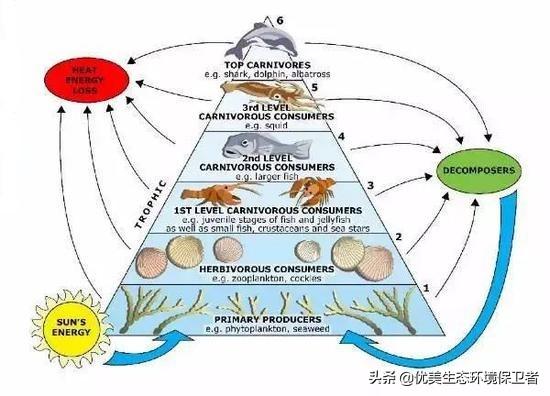 矛齿鲸骨架:喜欢“鲸落”这个词的人，都很温柔吗？