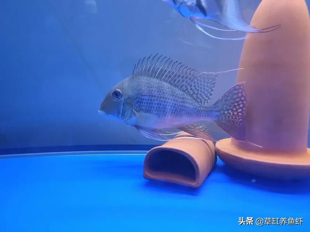 成年黑白关刀海水鱼:自己家养的热带观赏鱼（关刀鱼）最近不吃食了？是什么原因？