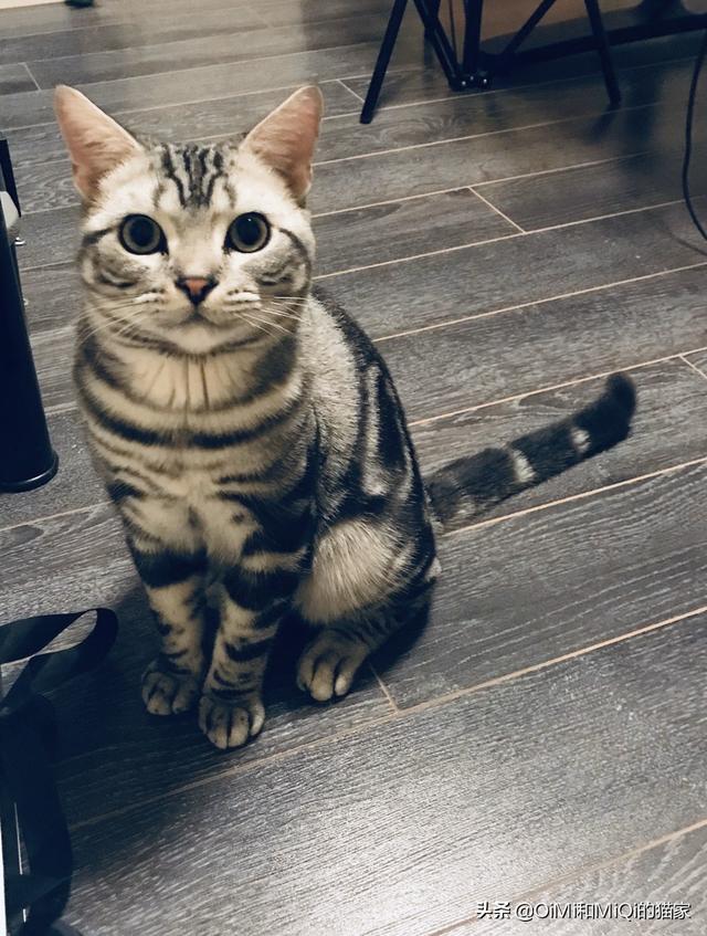 美短公猫发腮是什么意思:美短公猫发腮最佳时间 猫咪一般会在什么时候长出猫腮？如何照顾这个时候的猫比较好？