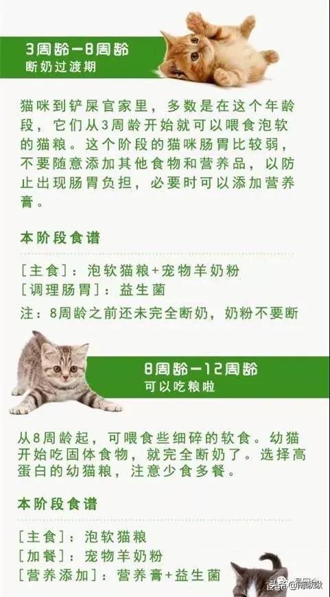 头条问答- 第一次养猫应该怎么养？(南啾啾的回答，0赞）