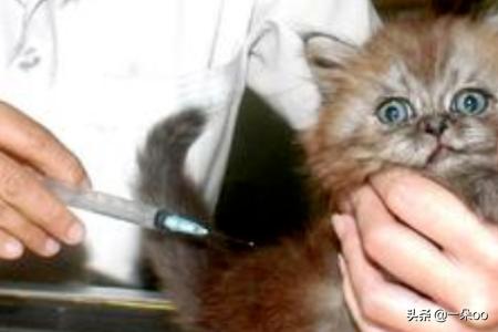 新手养猫注意事项两个月:新手养猫有哪些注意事项？