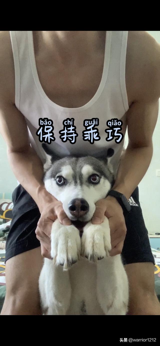 金毛寻回犬掉毛程度:金毛寻回犬和金毛的区别 为什么我家的金毛一直在掉毛？