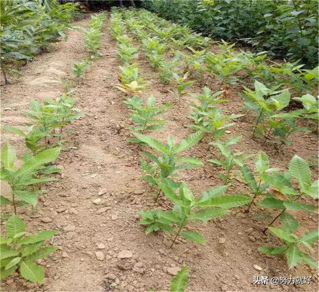 林靖恩播种成功:丝瓜种子播种前做哪些准备能提高发芽率