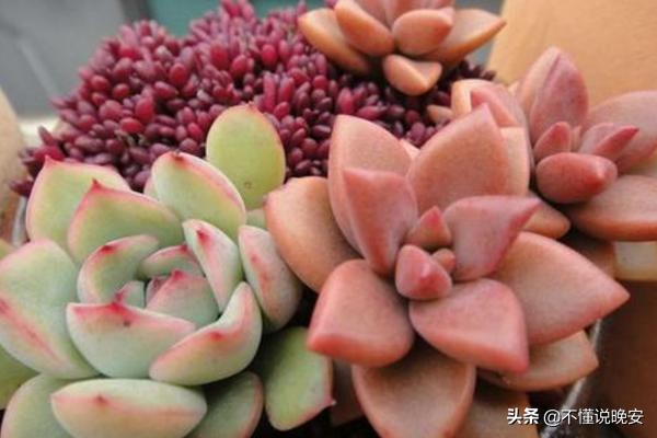 肉锥花属图谱:如何辨别生石花和肉锥花？